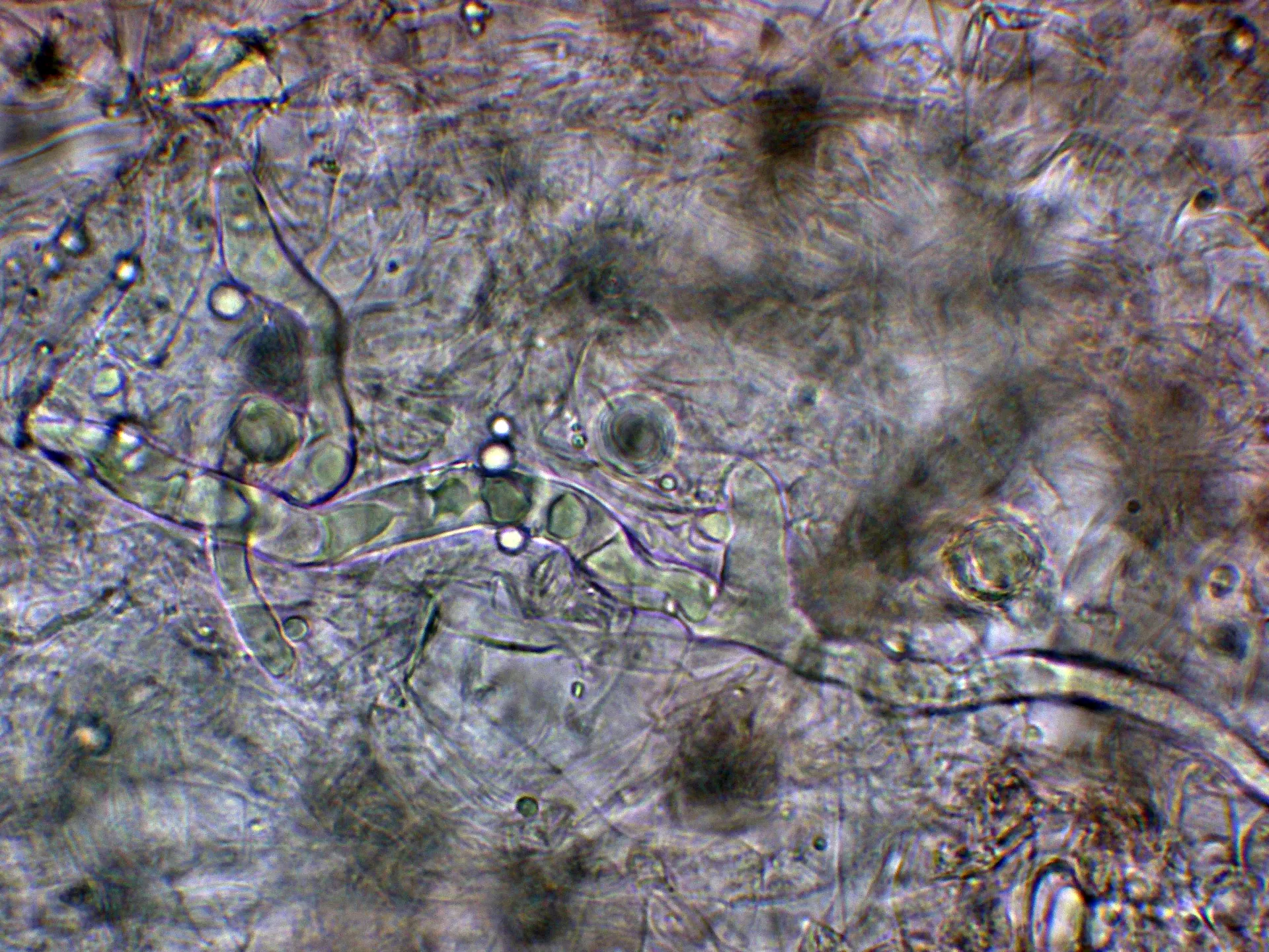 10 - Hifa laticifera-001